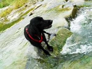 dau spre adoptie caine talie medie