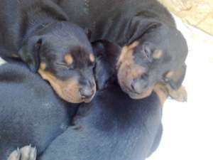 Catelusi Rasa Doberman