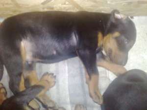 Catelusi Rasa Doberman