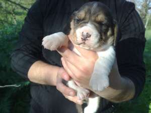 vand pui beagle