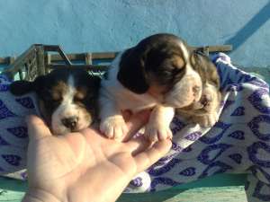 vand pui beagle