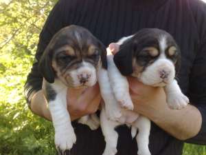 vand pui beagle
