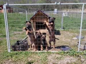 Vand pui de ciobanesc belgian malinois