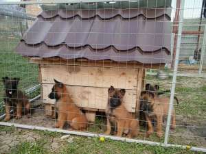 Vand pui de ciobanesc belgian malinois
