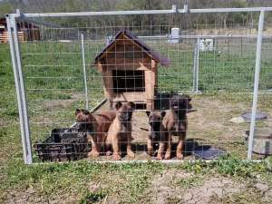 Vand pui de ciobanesc belgian malinois