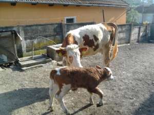 Vand vaca cu vitel