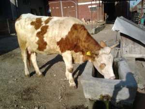 Vand vaca cu vitel