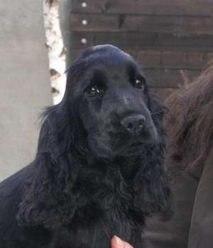 vand pui English Cocker Spaniel