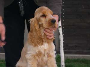 vand pui English Cocker Spaniel