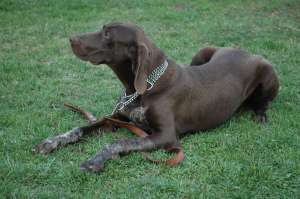 BRAC GERMAN SIBIU 0784015852