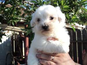 Bichon maltez pui de vanzare