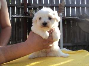 Bichon maltez pui de vanzare