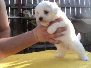 Bichon maltez pui de vanzare