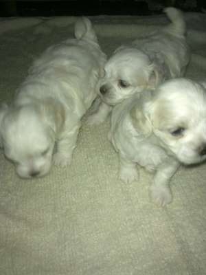 vand pui bichon maltese, 3 masculi, varsta 5 saptamani, deparazitati intern, se pot vedea ambii pari