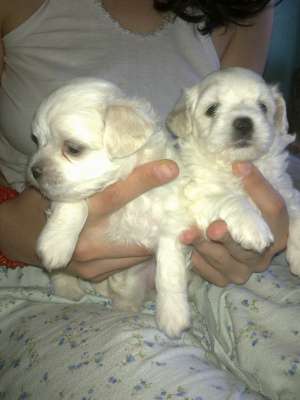 vand pui bichon maltese, 3 masculi, varsta 5 saptamani, deparazitati intern, se pot vedea ambii pari