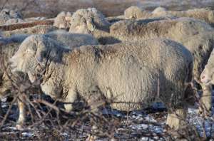 Vand oi merinos