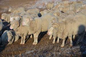 Vand oi merinos