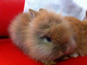 Vand iepurasi pitici angora+cap de leu