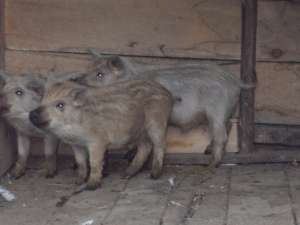 vanzare purcei mistret