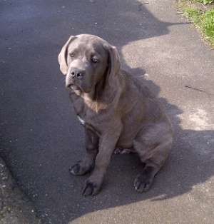 Vand mascul Cane Corso 6luni