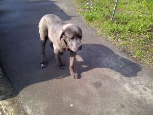Vand mascul Cane Corso 6luni