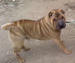 Mascul Shar-pei pentru monta