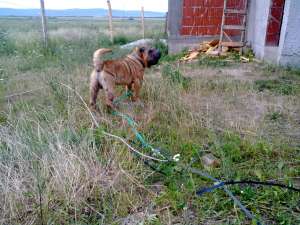 Mascul Shar-pei pentru monta