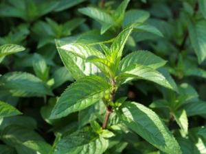 VAND SEMINTE DE MENTA
