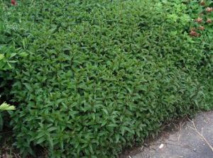 VAND SEMINTE DE MENTA