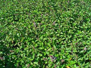 VAND SEMINTE DE MENTA
