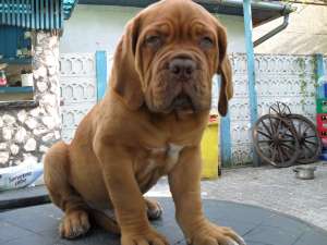 Vand mascul dog de bordeux