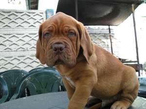 Vand mascul dog de bordeux