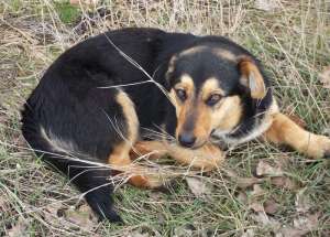 Cateluse vaccinate si sterilizate