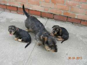 vand teckel sarmos