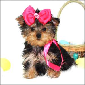 Yorkshire terrier pui de v�nzare