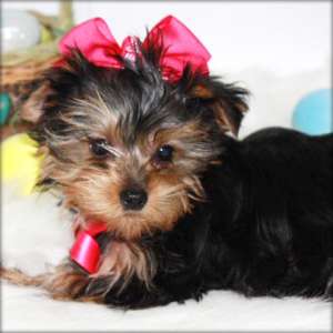 Yorkshire terrier pui de v�nzare