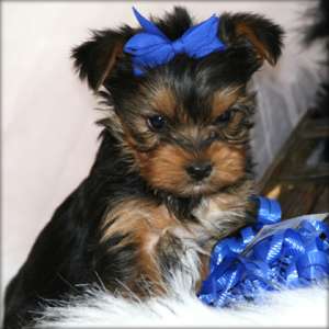 Yorkshire terrier pui de v�nzare