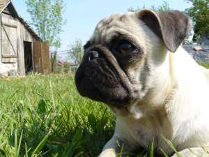 caut mops femela pentru imperechere