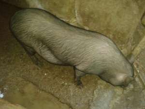vand porci vietnamezi