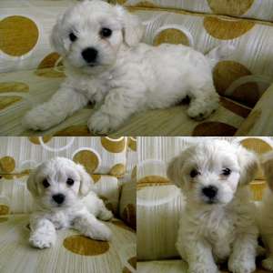 Bichon Maltez