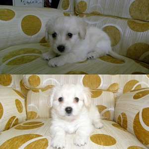 Bichon Maltez
