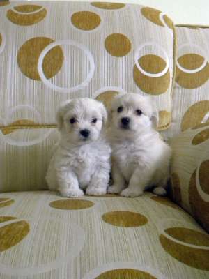 Bichon Maltez