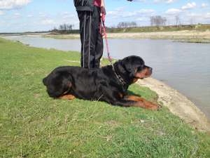 Ofer mascul rottweiler pentru monta