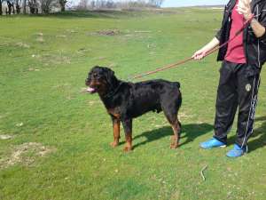 Ofer mascul rottweiler pentru monta