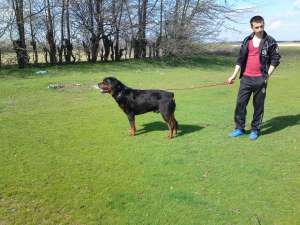 Ofer mascul rottweiler pentru monta