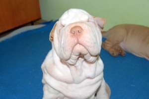 vand pui shar-pei
