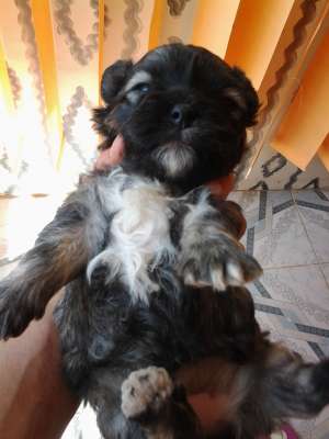 BICHONI HAVANESE