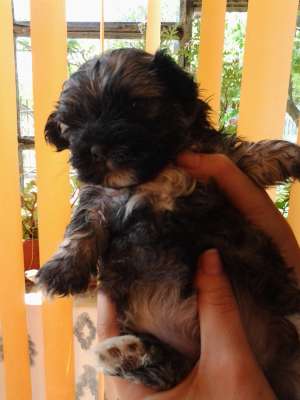 BICHONI HAVANESE