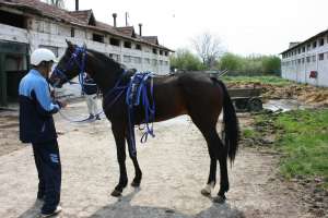 Armasar Trapas