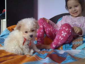 PIERDUT BICHON FRISE